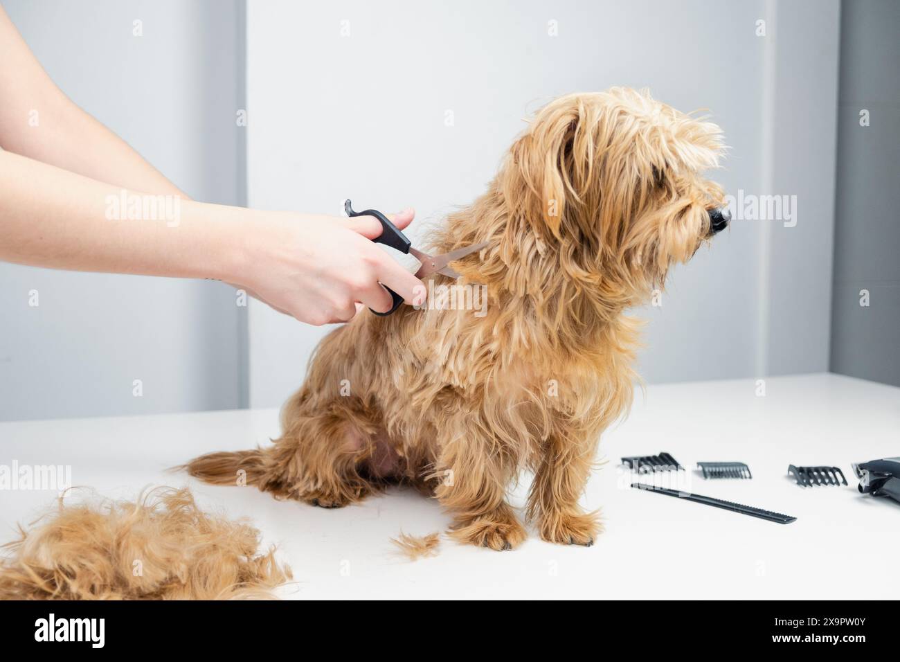 A young dog stylist cuts the hair of a golden terrier with scissords. The dog looks the other way very relaxed Stock Photo