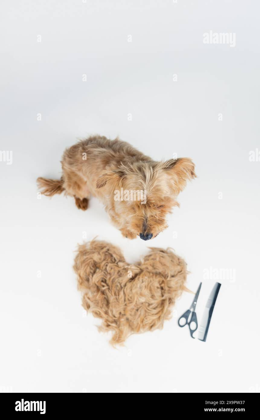 Love grooming hi-res stock photography and images - Page 2 - Alamy