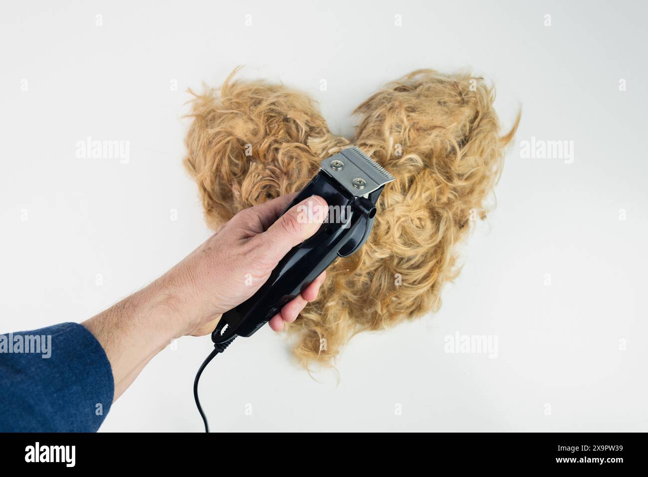A hand holds a razor over a large heart made of freshly cut blonde pet ...