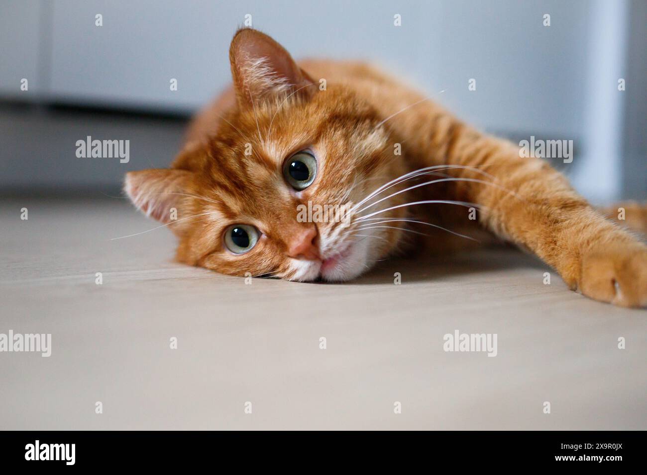Cute ginger cat lying on the floor close up Stock Photo