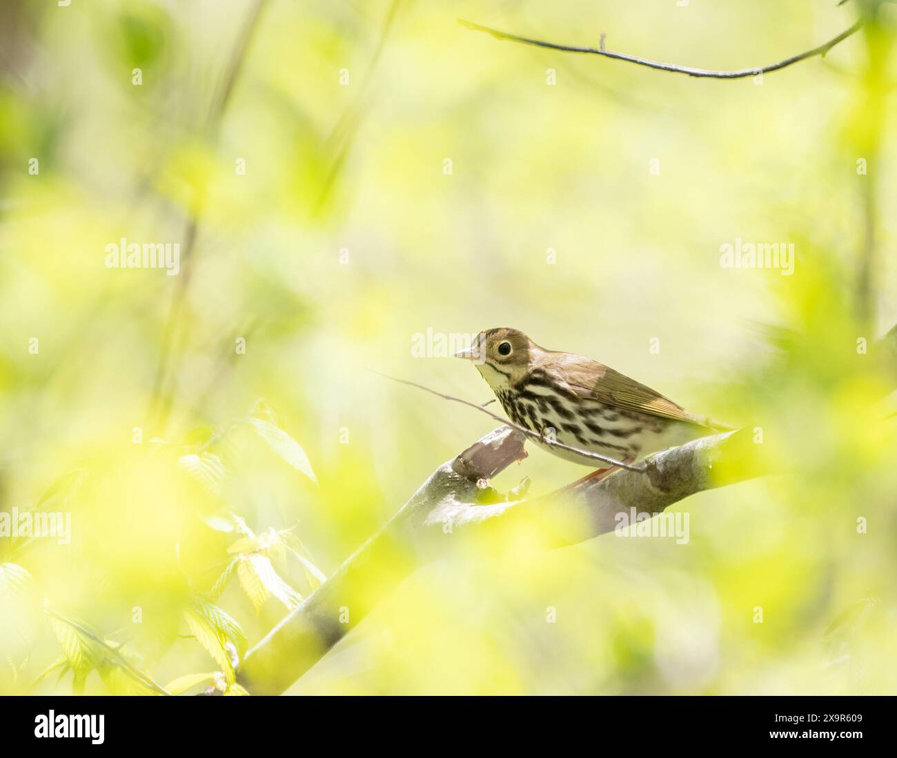 Little Hermit Thrush in a green forest environment in spring in Ontario Stock Photo