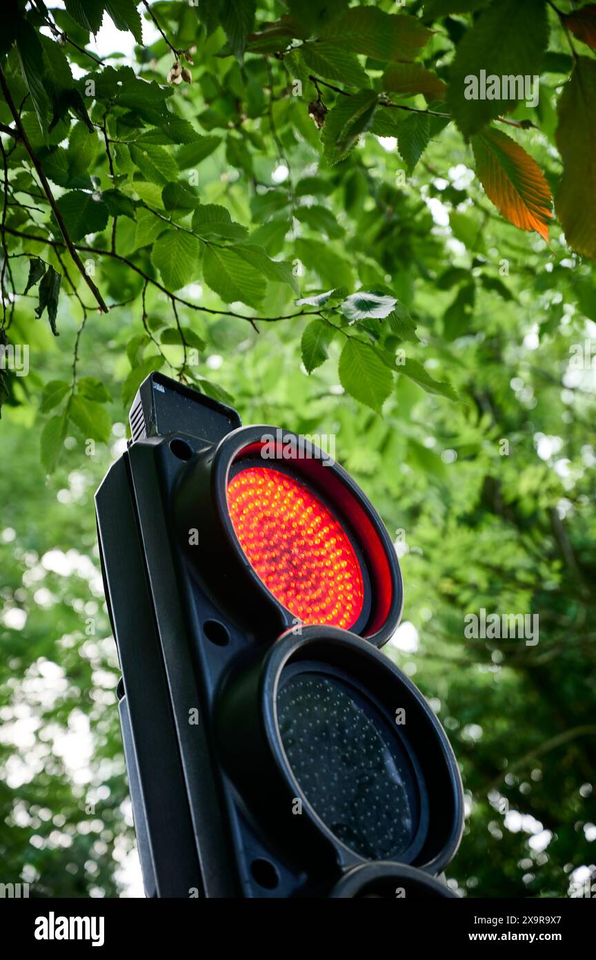 Temporary traffic lights on red set against trees Stock Photo - Alamy