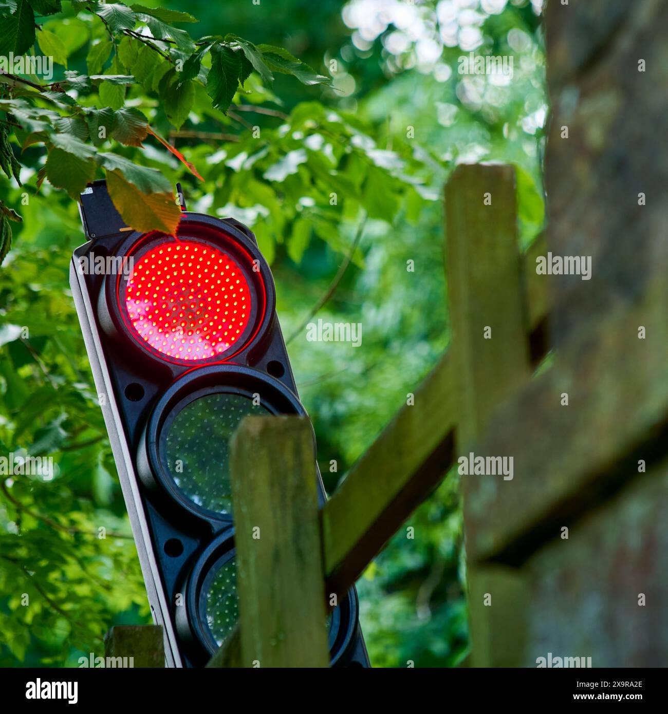 Temporary traffic lights on red set against trees Stock Photo - Alamy