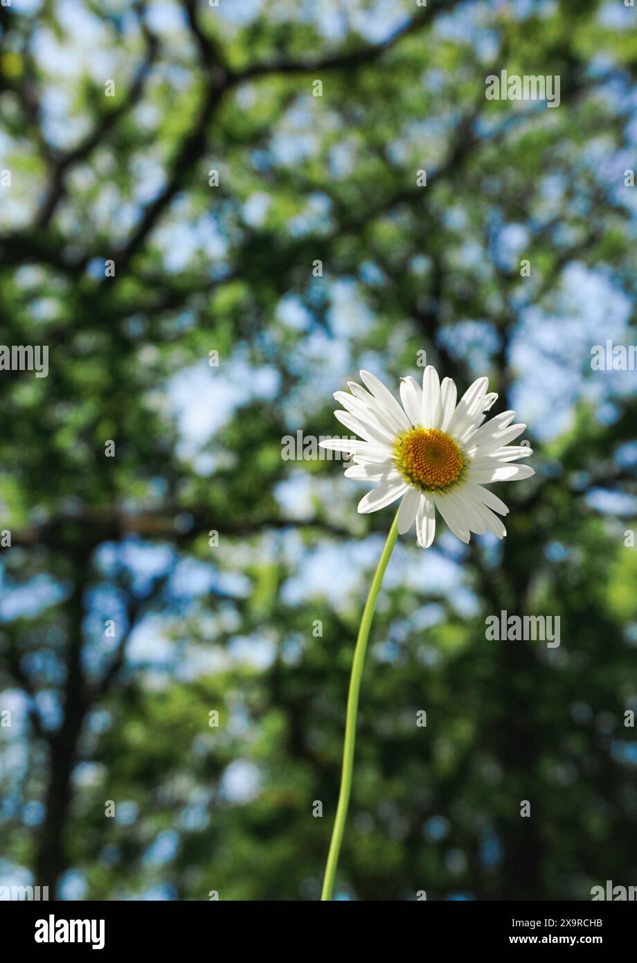 Daisy low angle view hi-res stock photography and images - Alamy