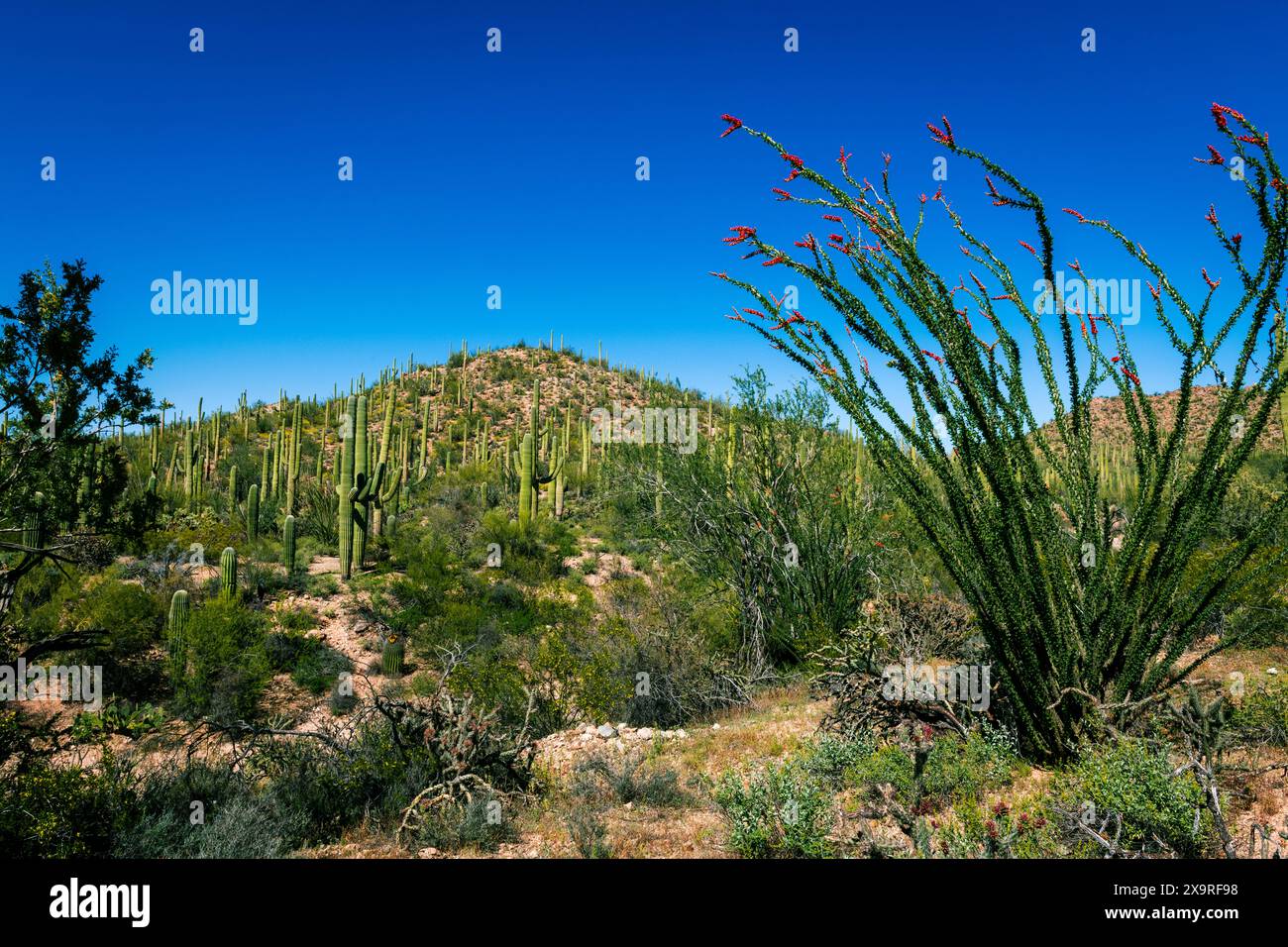 Many species of cactus found in Saguaro national park Stock Photo