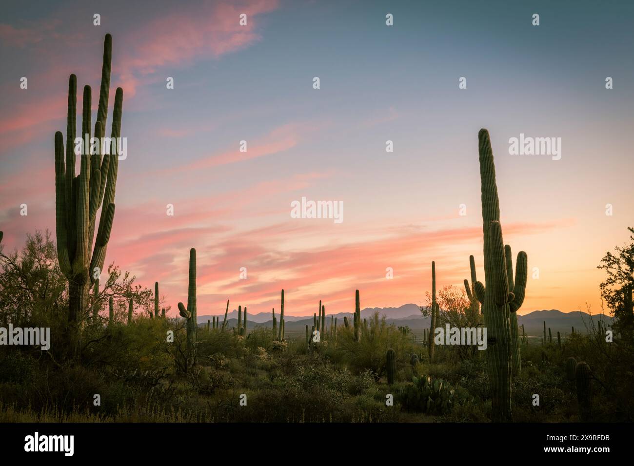 Arizona sunset in saguaro national park Stock Photo