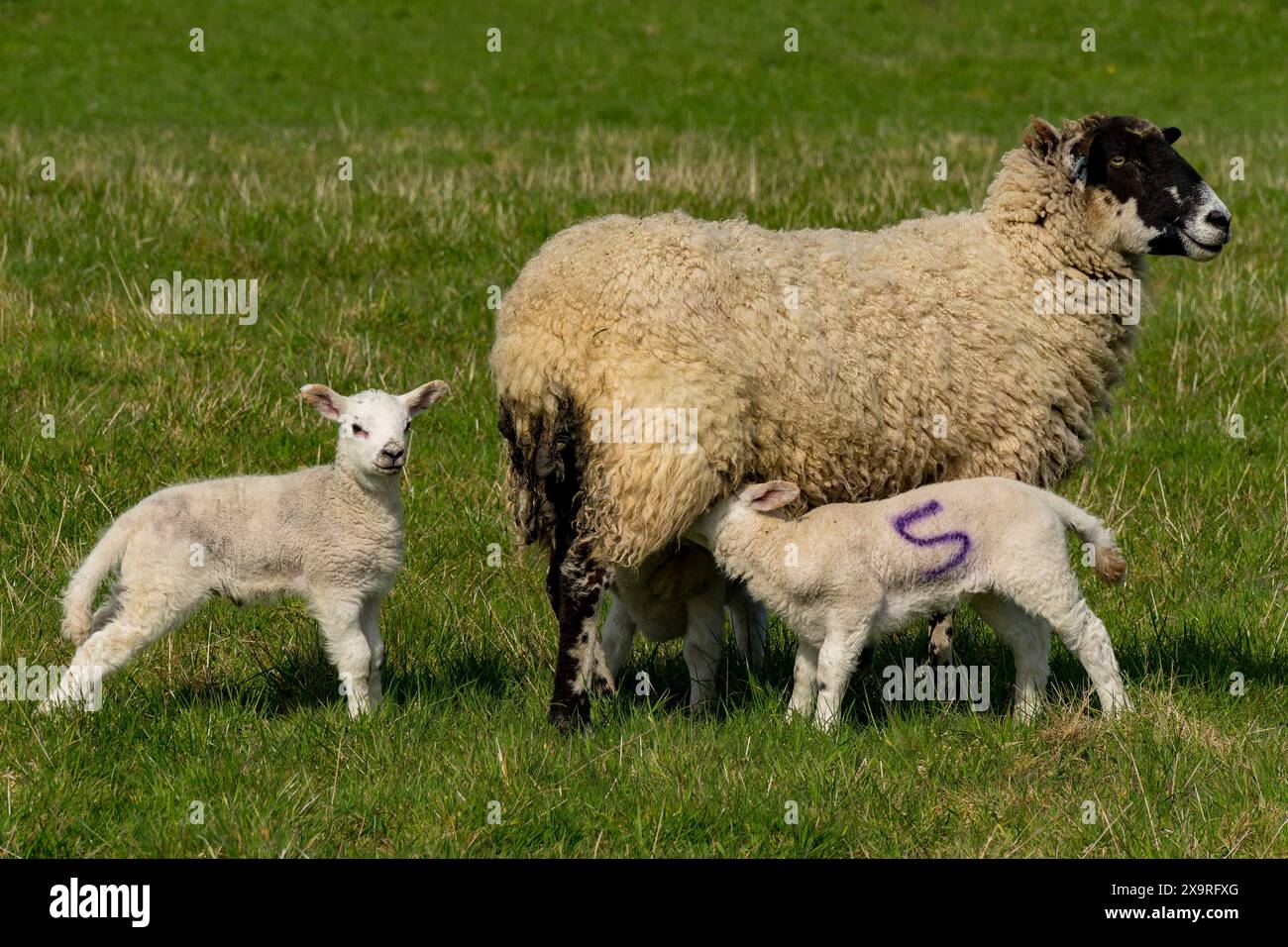 Two white newborn lambs with their mother ewe standing in grassy field ...