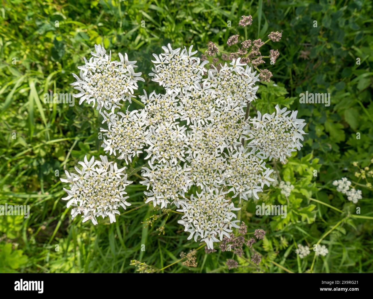 White Common Hogweed (Heracleum sphondylium) flowers growing in English hedgerow in June
