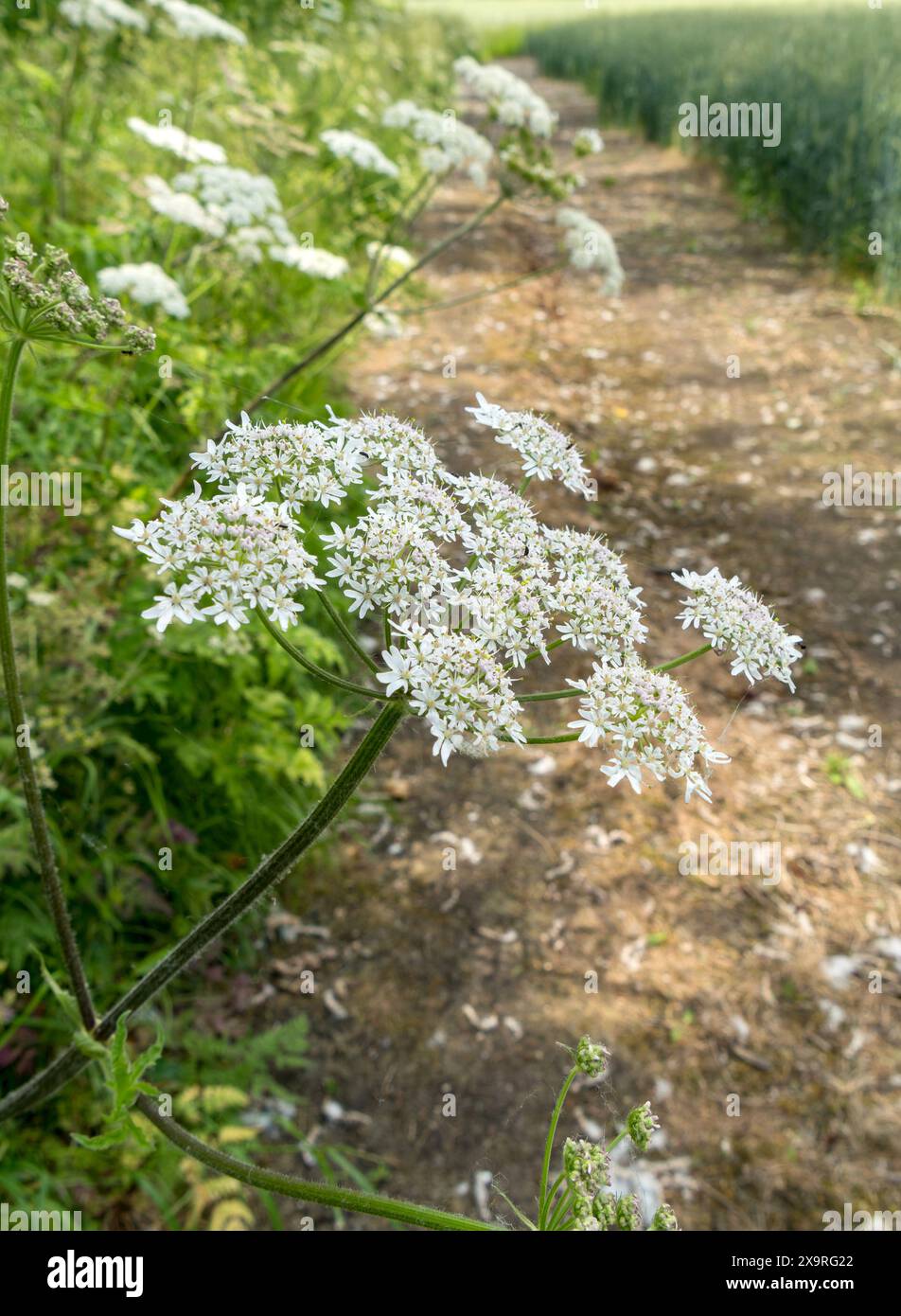 White Common Hogweed (Heracleum sphondylium) flowers growing in English hedgerow in June