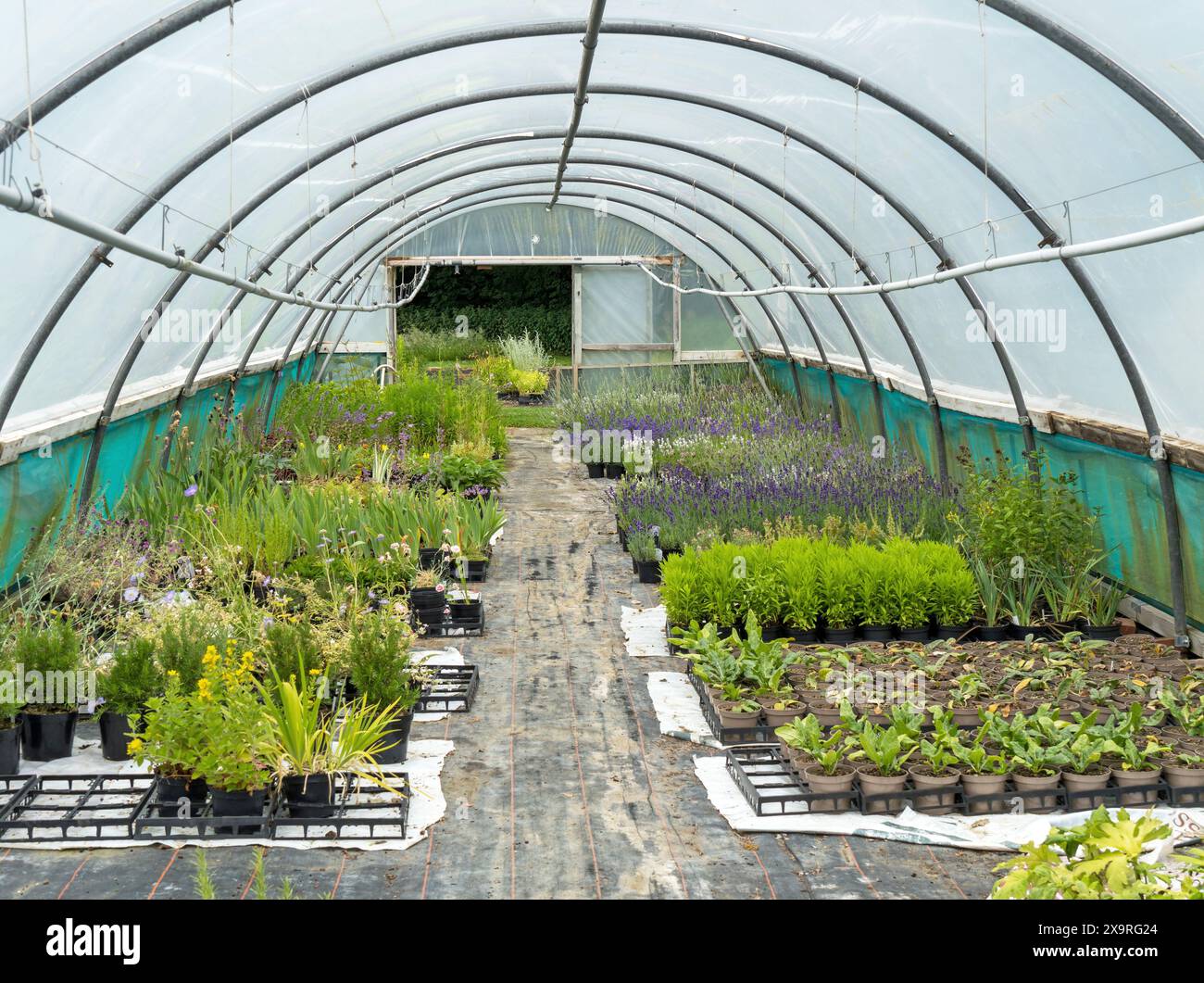 Inside view of plastic poly-tunnel greenhouse growing plants in pots at  The Herb Nursery, Thistleton, Rutland, England, UK Stock Photo