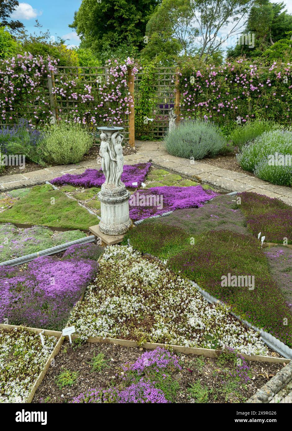 Formal herb garden of Thyme plants, The Herb Nursery, Thistleton, Rutland, England, UK Stock Photo