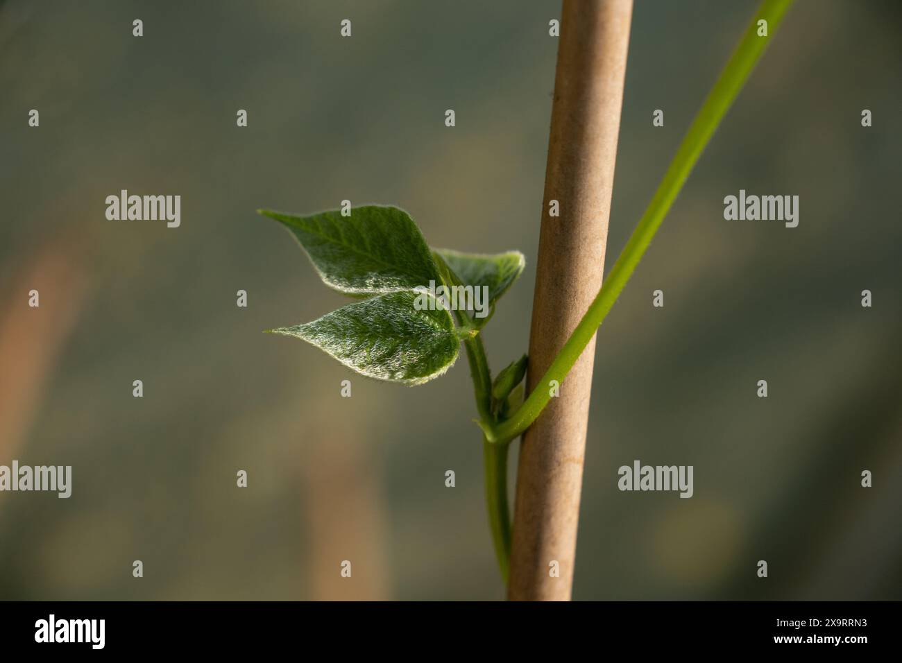 Bean trellis background hires stock photography and images Alamy