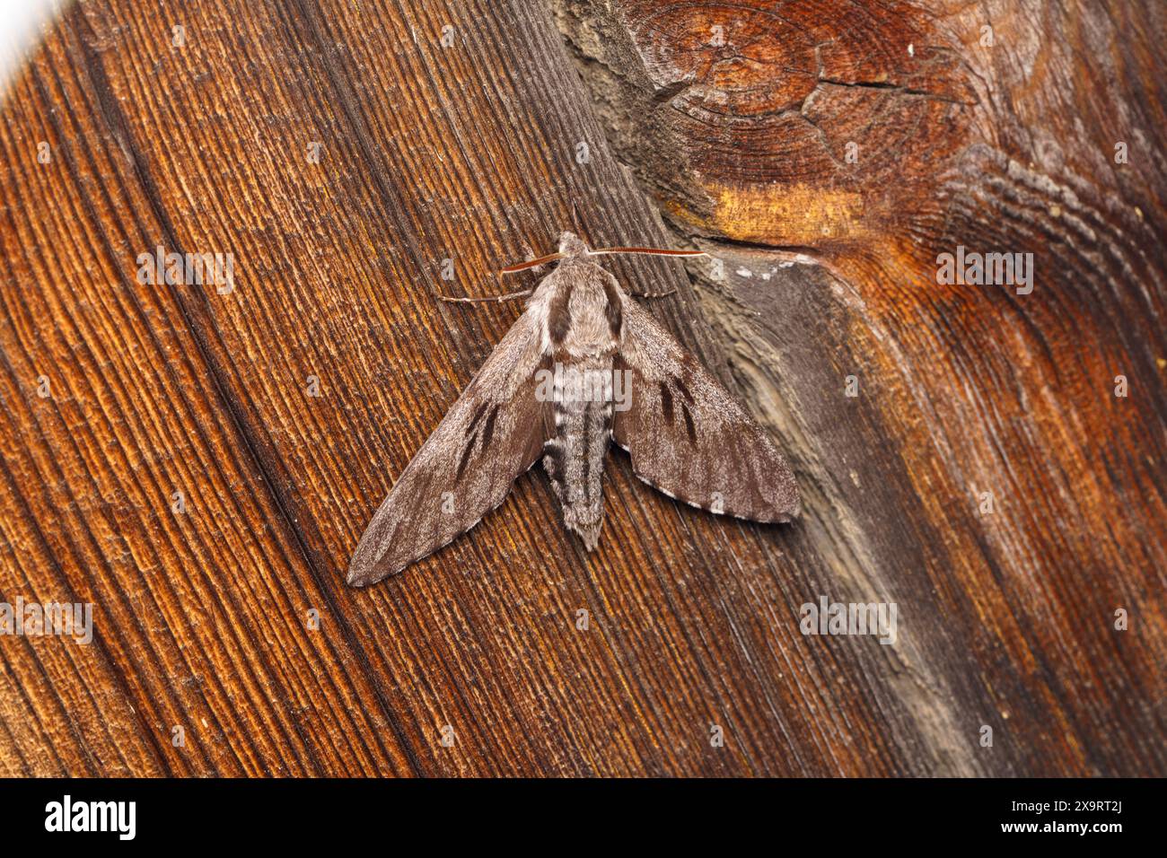 Sphinx pinastri Family Sphingidae Genus Sphinx Pine hawk-moth wild nature insect photography, picture, wallpaper Stock Photo