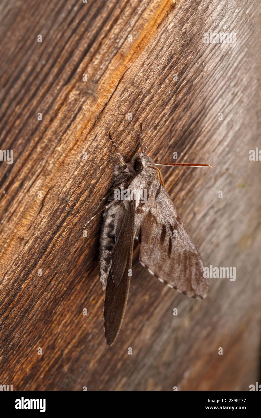 Sphinx Pinastri Family Sphingidae Genus Sphinx Pine Hawk moth Wild Sphinx Pinastri Family Sphingidae Genus Sphinx Pine Hawk moth Wild
