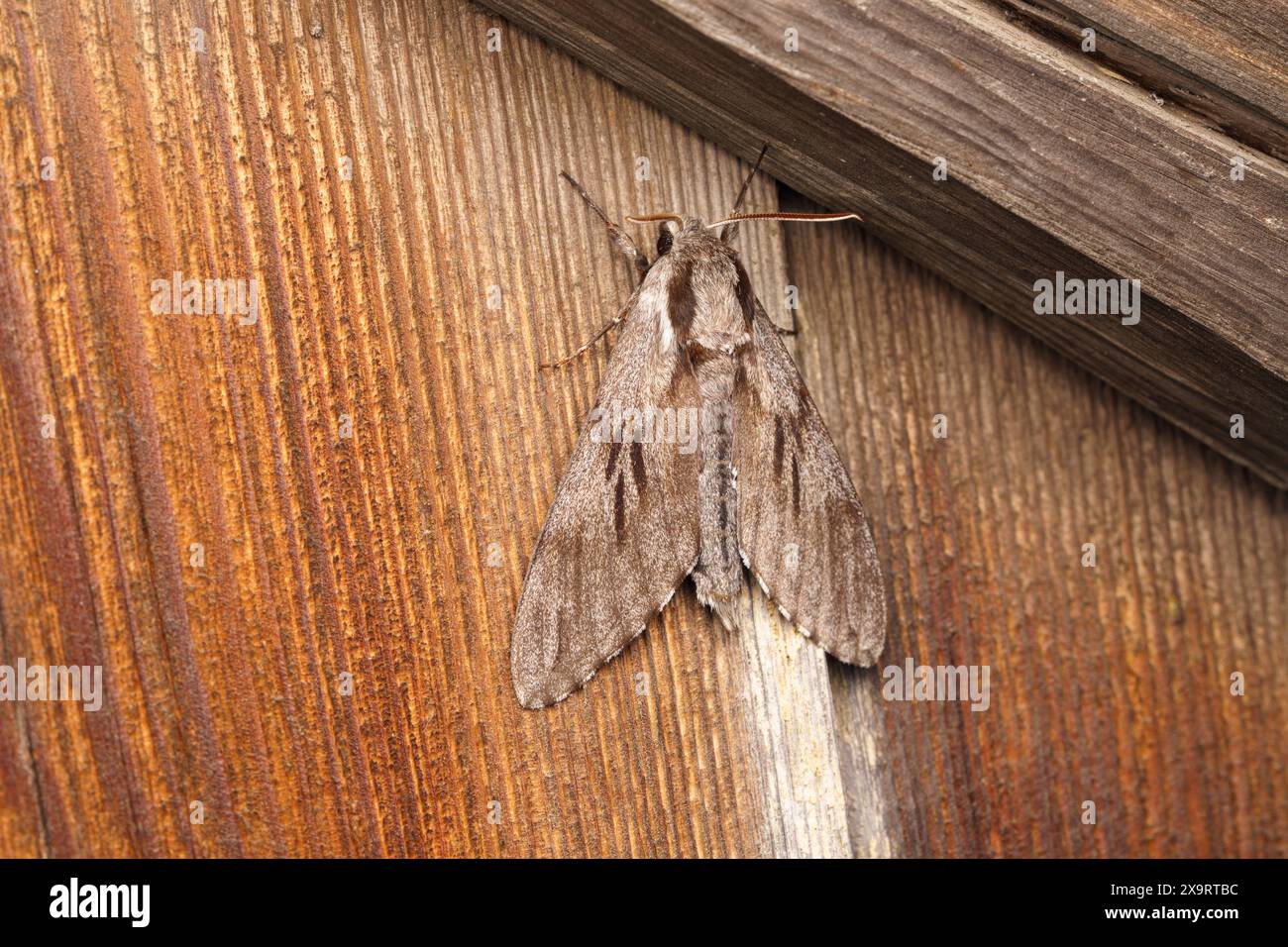 Sphinx pinastri Family Sphingidae Genus Sphinx Pine hawk-moth wild nature insect photography, picture, wallpaper Stock Photo