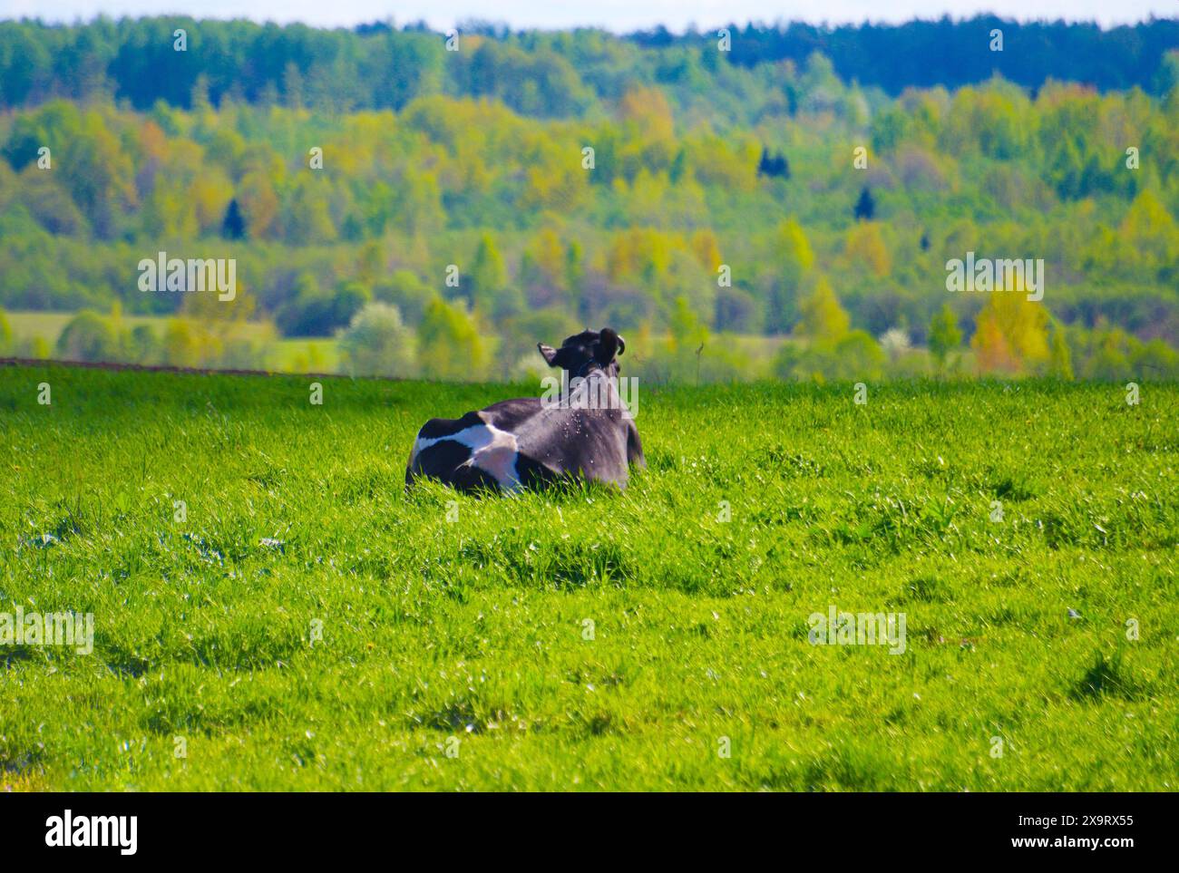 A black cow with white spots grazes in a green meadow Stock Photo - Alamy