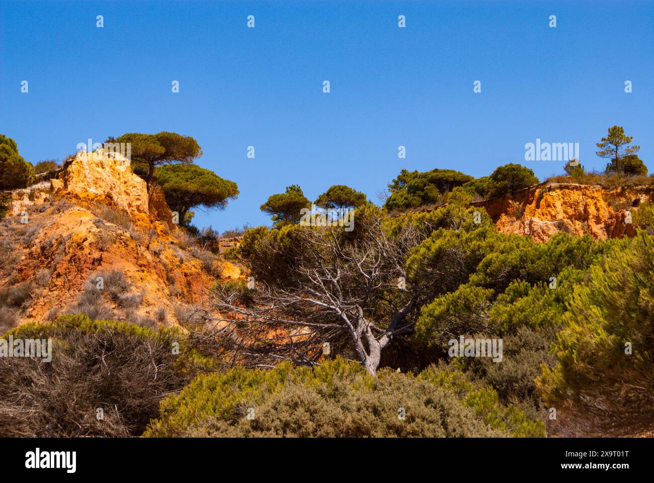 Pine trees, Portuguese landscape taken in Albufeira in summer Stock ...