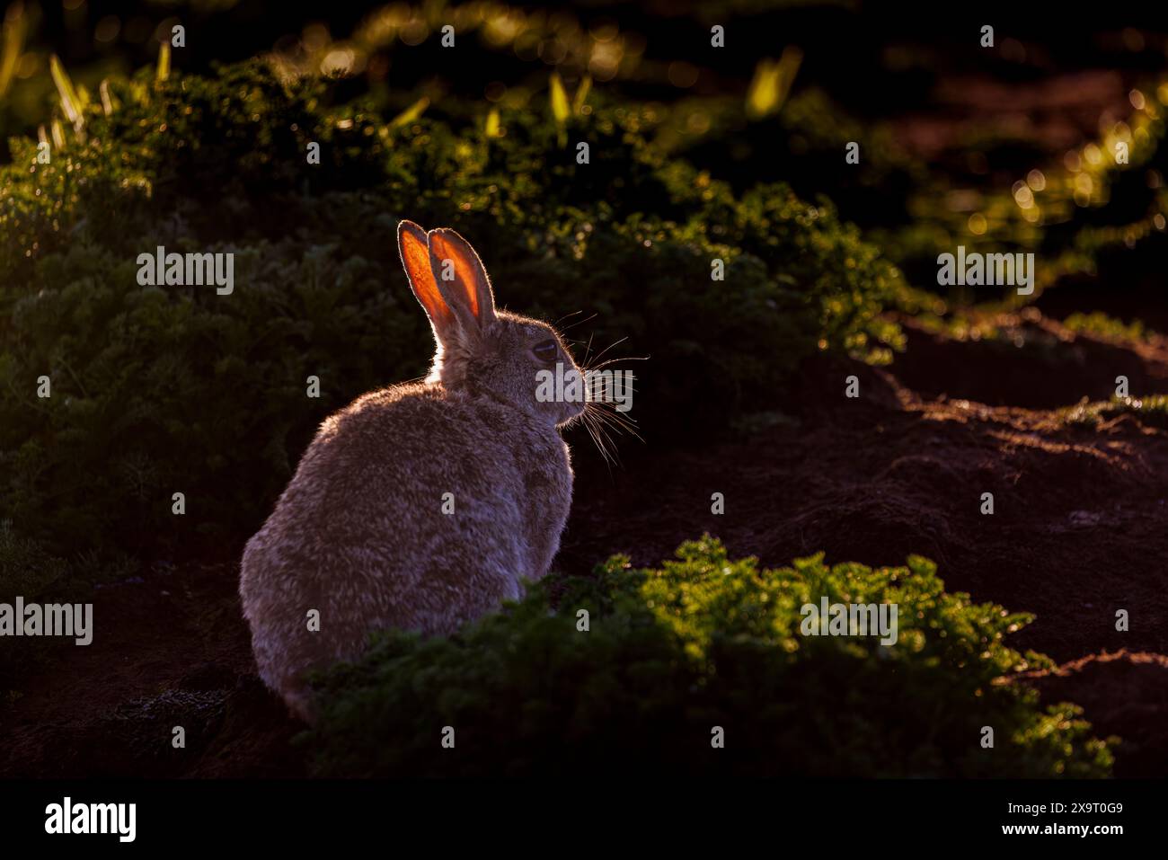 Skomer Rabbits A rabbit (Oryctolagus cuniculus) backlit by early morning sunshine on ...