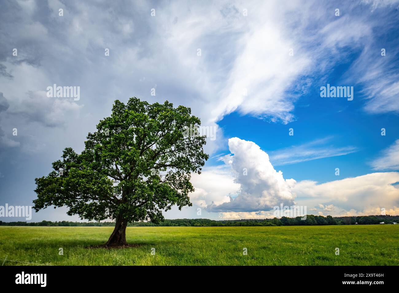 Beautiful green oak tree in a field of structured clouds Stock Photo ...