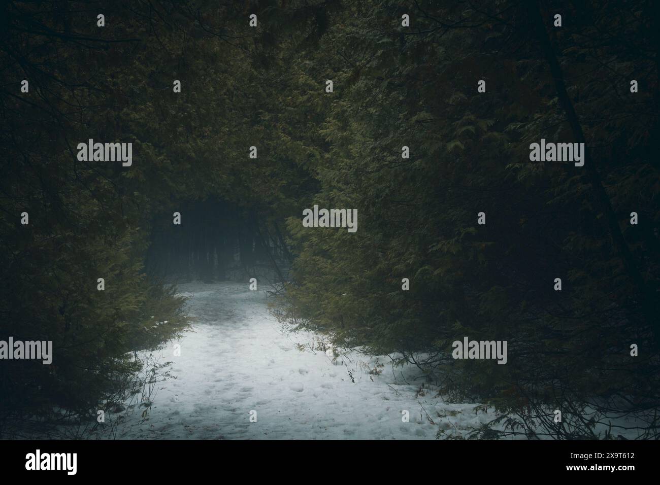Soft early morning light breaks through a calming dark misty forest. Stock Photo
