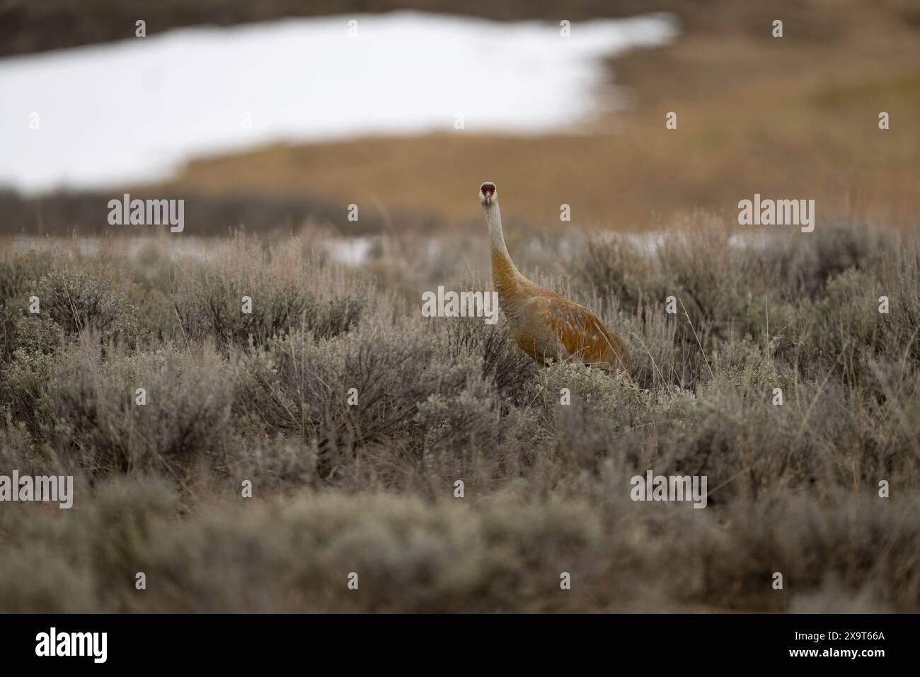 Sandhill crane stepping hires stock photography