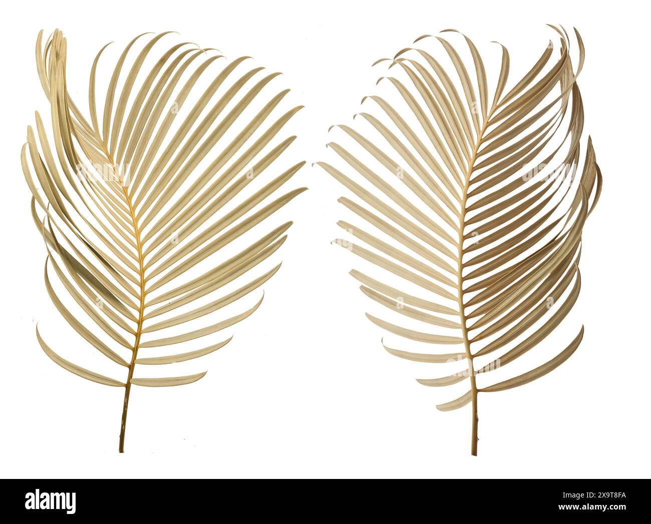 Tropical palm leaf isolated on whit background Stock Photo