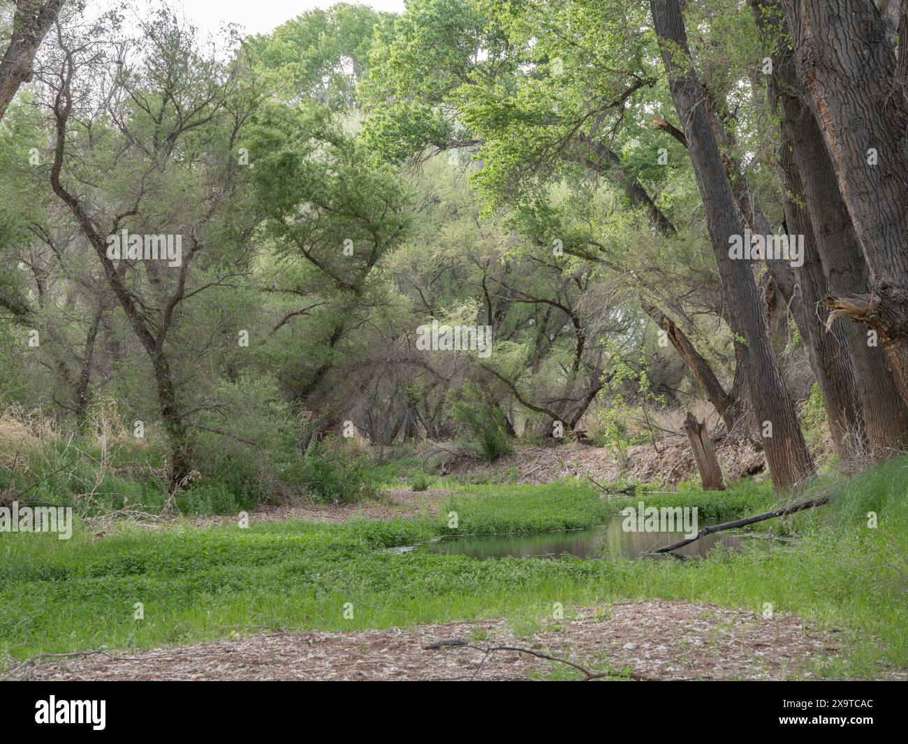 Pristine Forest at the San Pedro River in Arizona Stock Photo