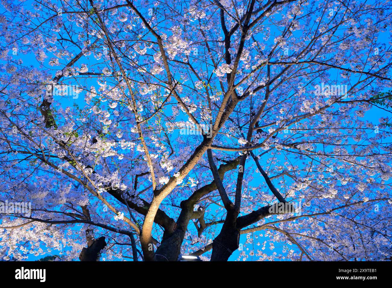 Full bloom of Cherry blossoms at the Chidorigafuchi Park, Tokyo JP Stock Photo