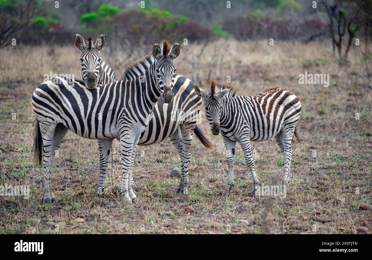 Three Plains Zebras Equus Quagga Two Adults With Young Kruger Three Plains Zebras Equus Quagga Two Adults With Young Kruger