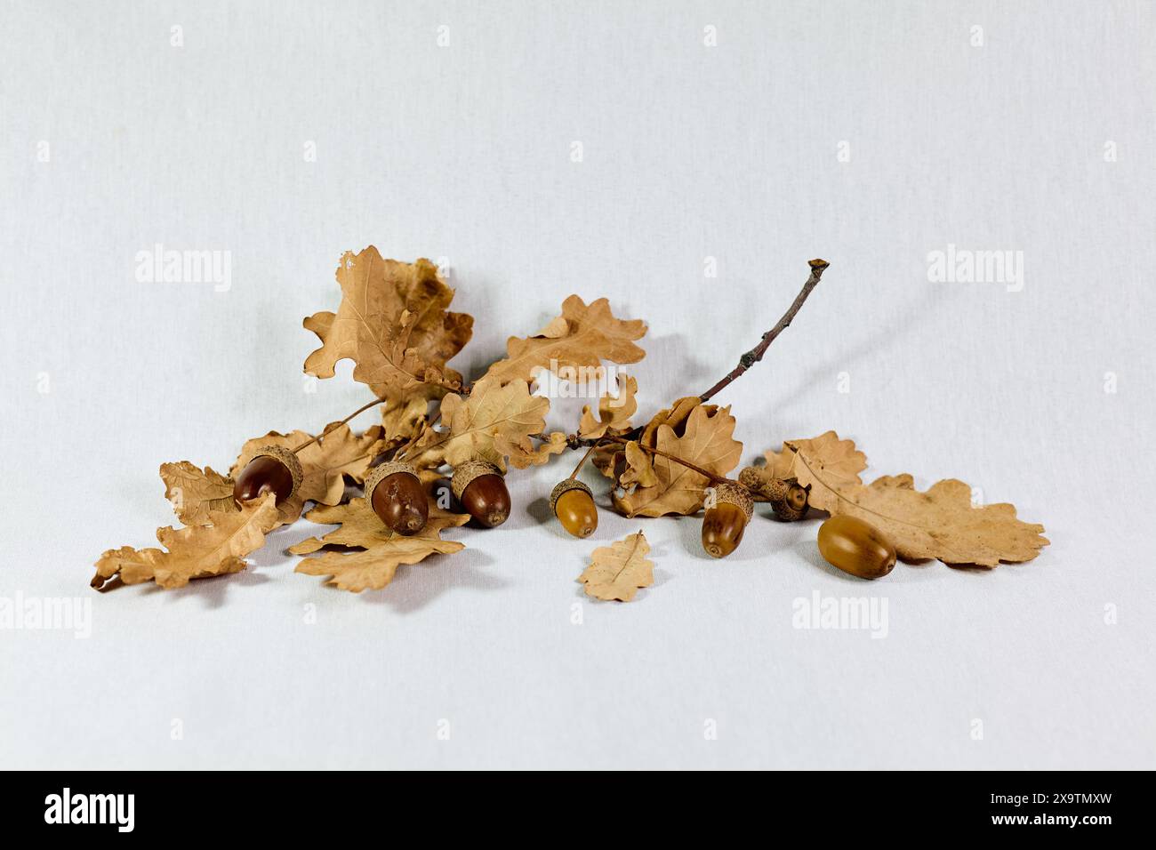 Dry brown oak leaves with acorns on a white background Stock Photo