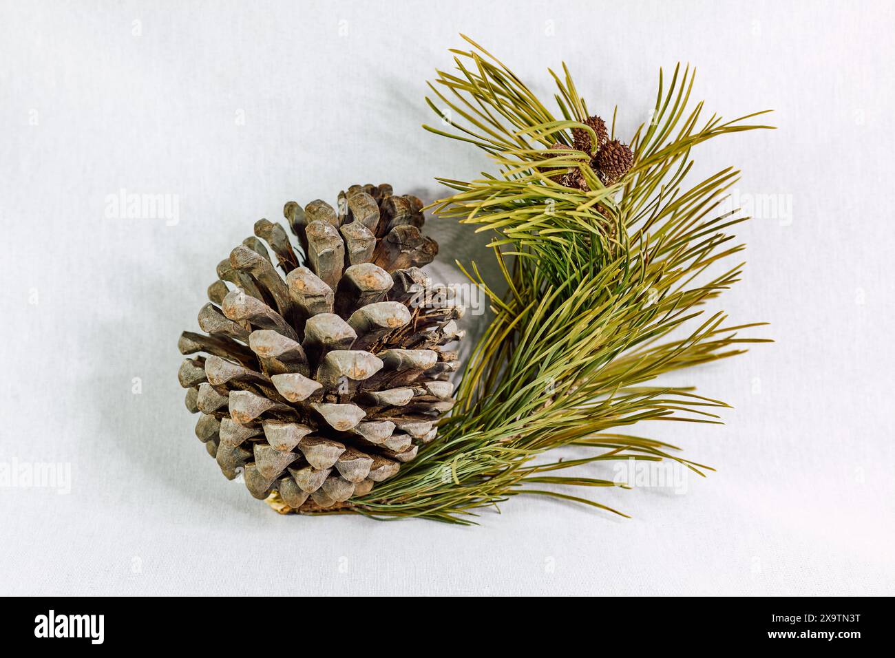 Brown pine cone with branch on white background Stock Photo