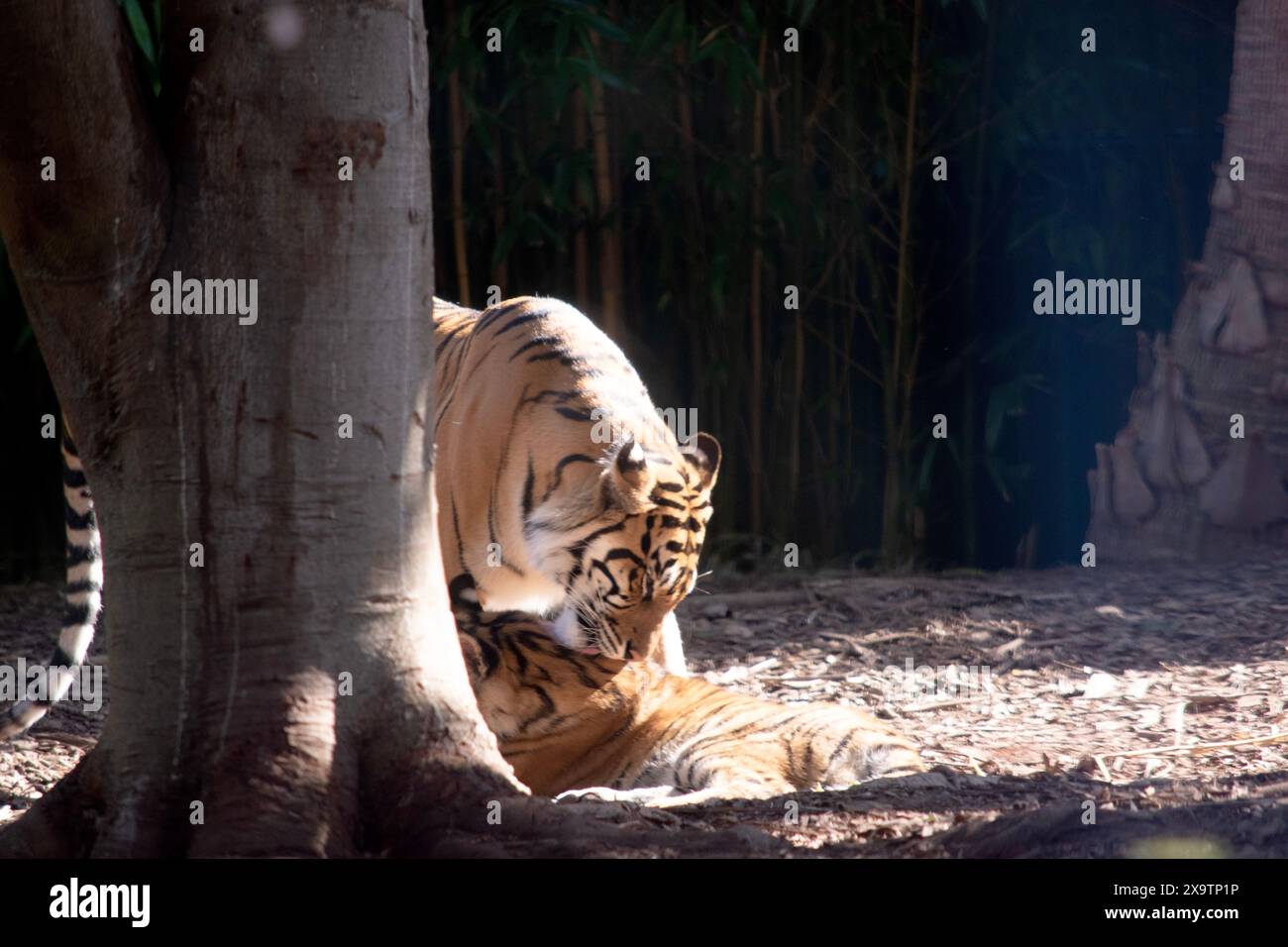 Tigers are powerful hunters with sharp teeth, strong jaws and agile bodies. Stock Photo