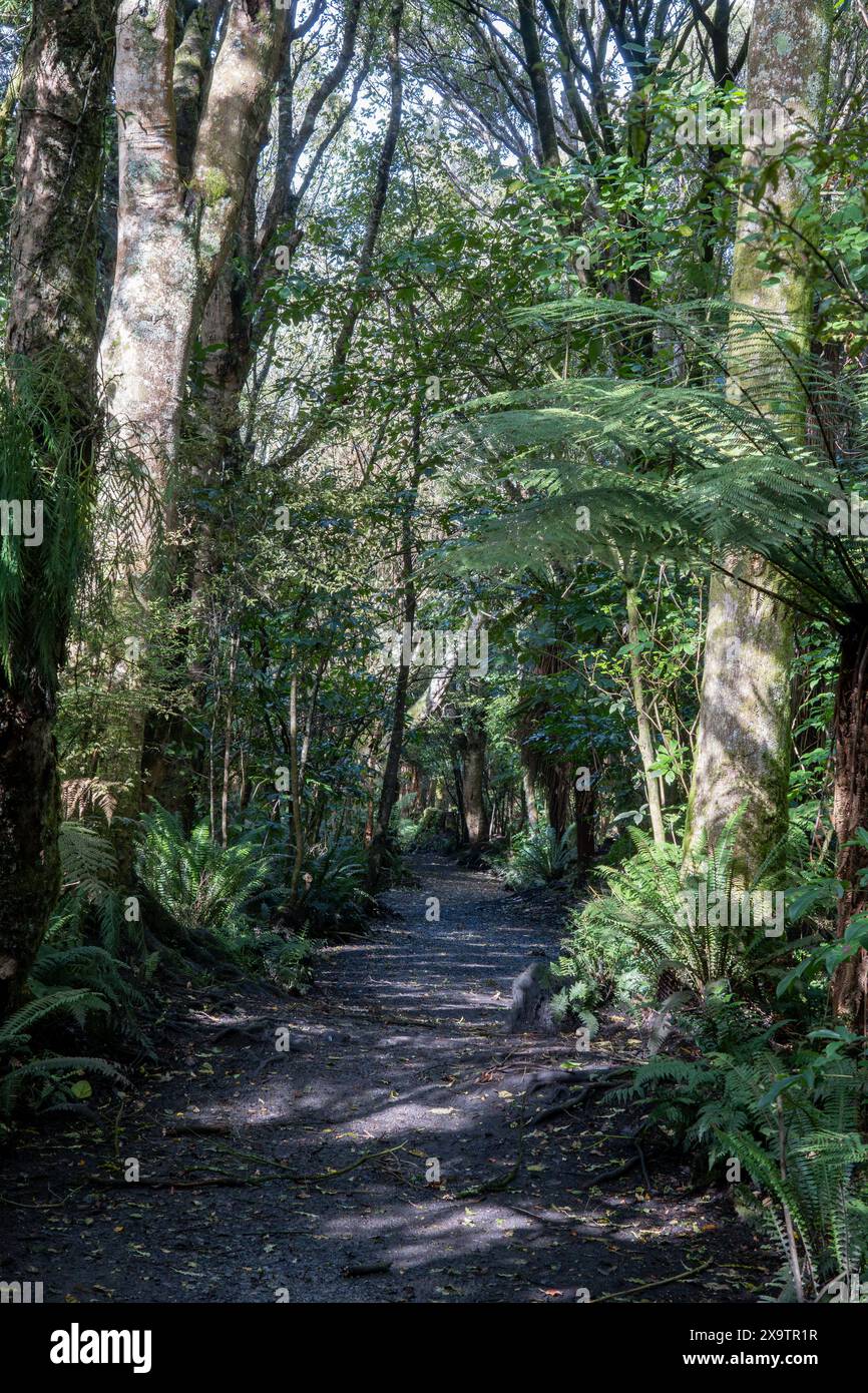 Walking track in Seaward Bush Reserve forest, Invercargill, New Zealand. Native trees and ferns around the path for exercise, forest bathing, mindfuln Stock Photo