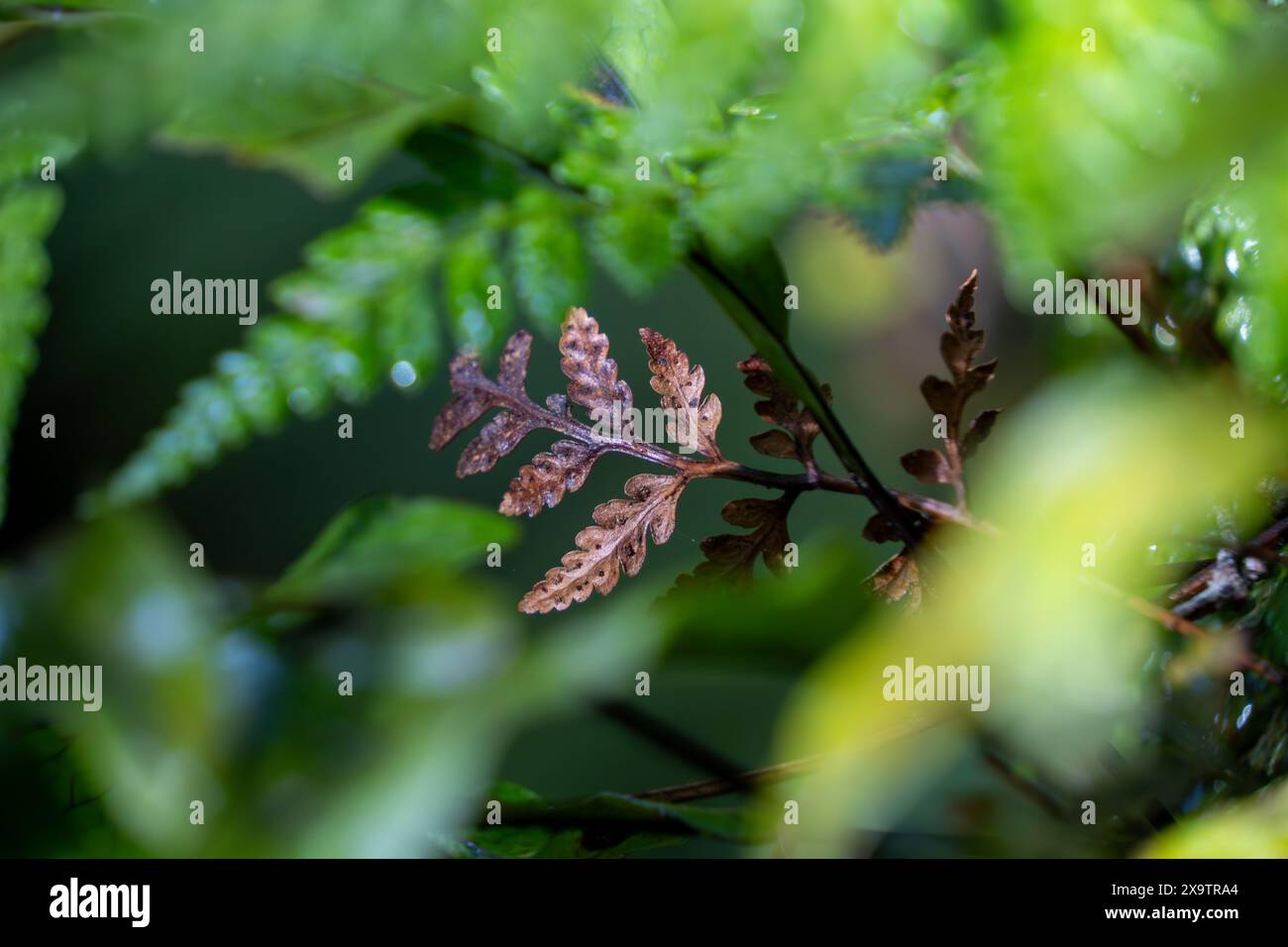Fern texture hi-res stock photography and images - Alamy
