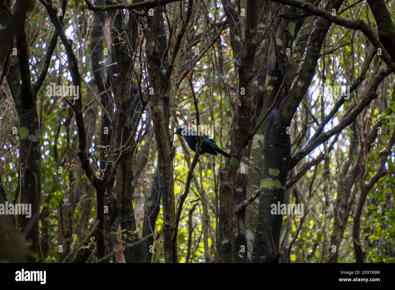 Single tui bird singing amongst kanuka trees. Seaward Bush Reserve forest walk. Invercargill, New Zealand. Stock Photo