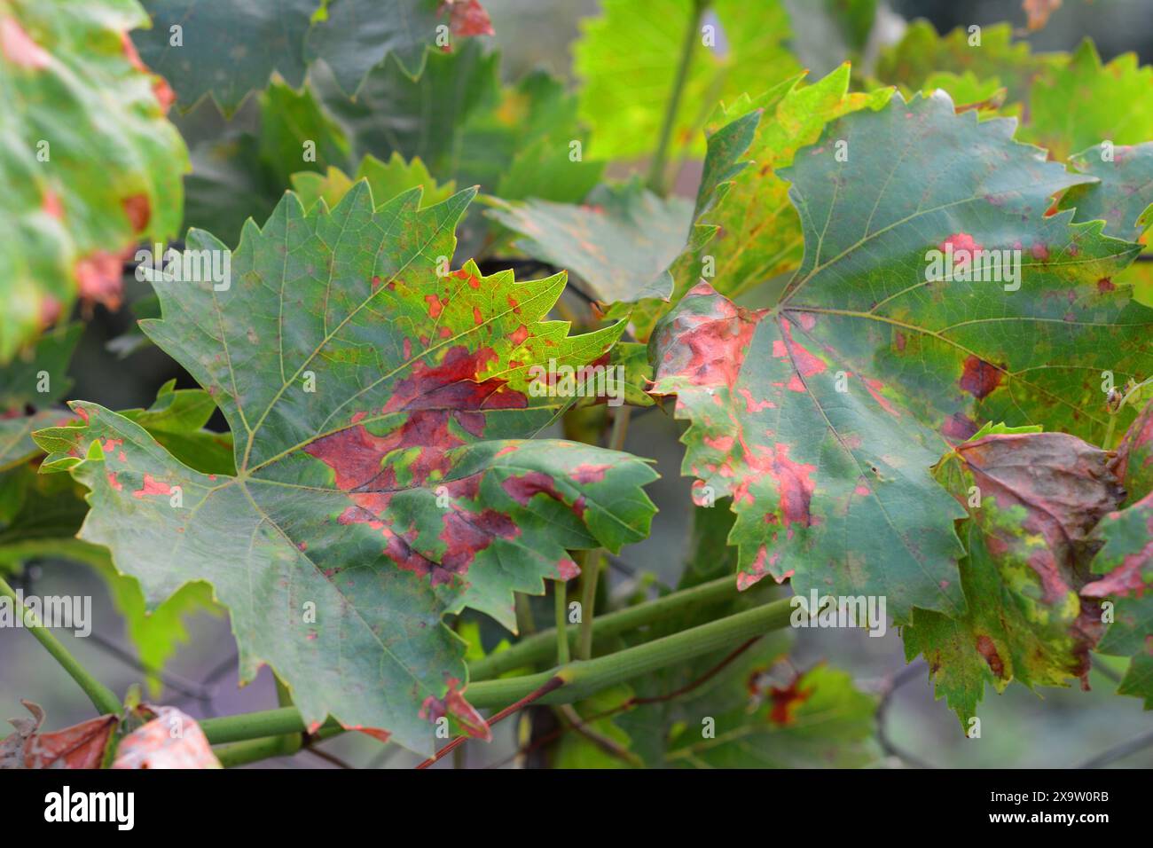 Anthracnose of grapes symptoms. Anthracnose of grapes, caused by the