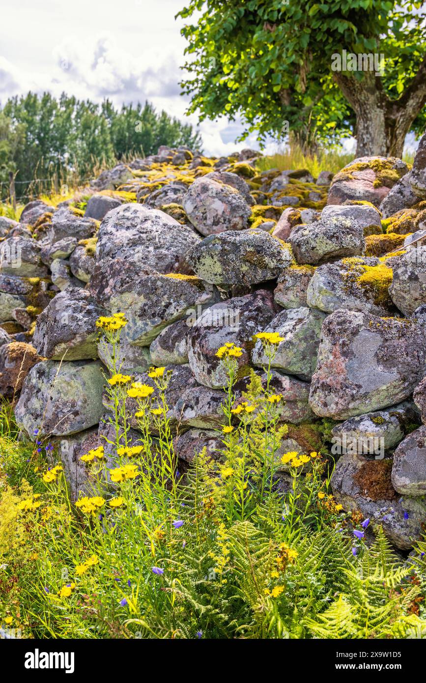 Old stone wall with moss and lichen and wildflowers Stock Photo