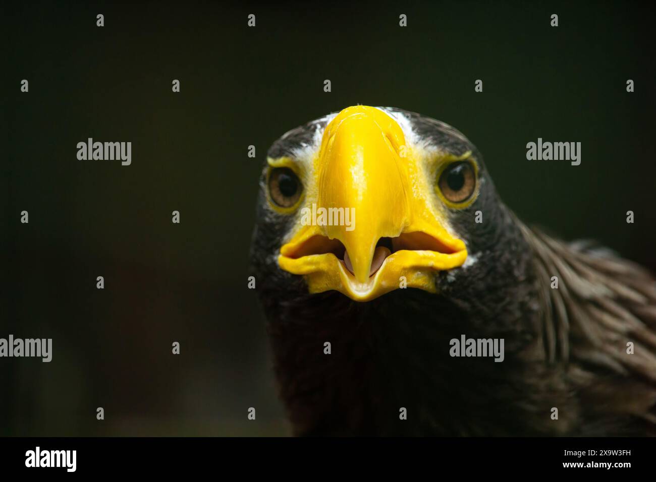 Bald eagle eyes hi-res stock photography and images - Alamy