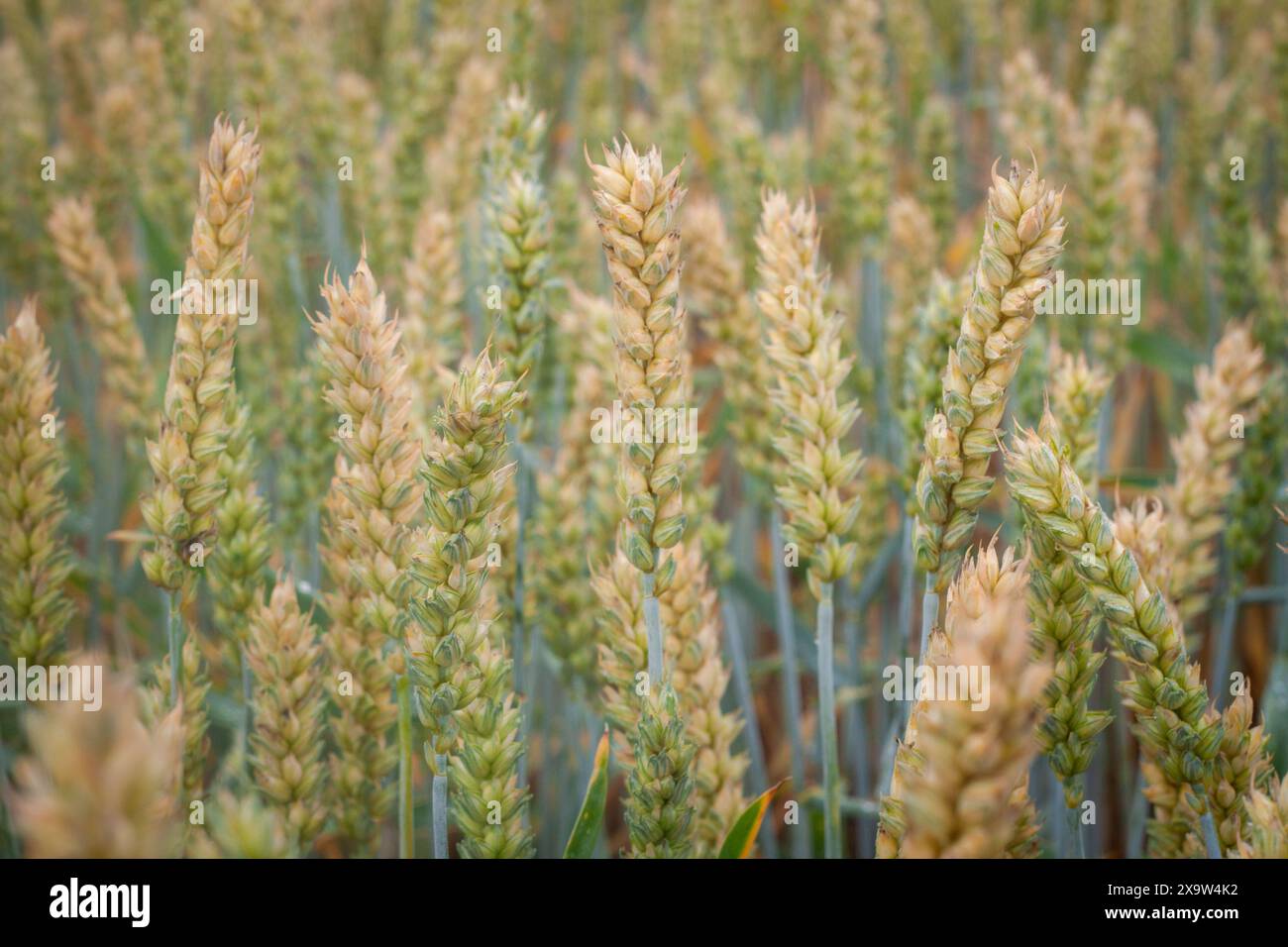 Wheat spike field before harvest, green and beige pastel colors natural  rustical  background Stock Photo