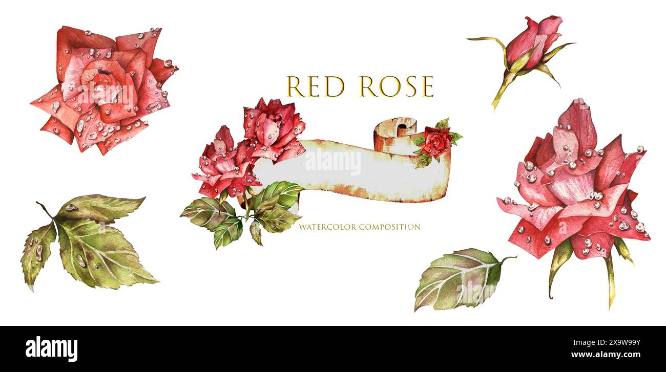 Set Red Scarlet Roses with Raindrops on Petals and Leaves. Watercolor ...