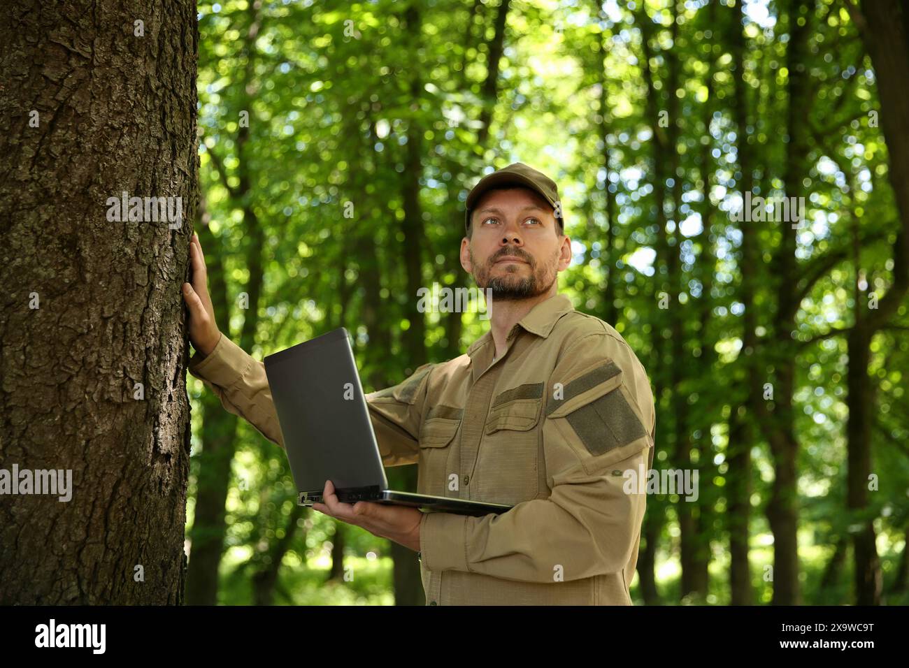 Forester with laptop examining tree in forest Stock Photo