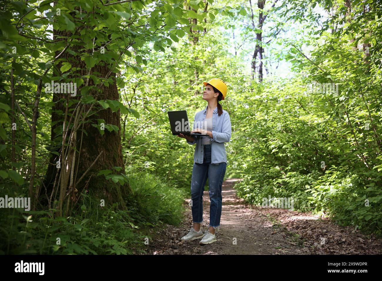 Forester with laptop examining plants in forest Stock Photo