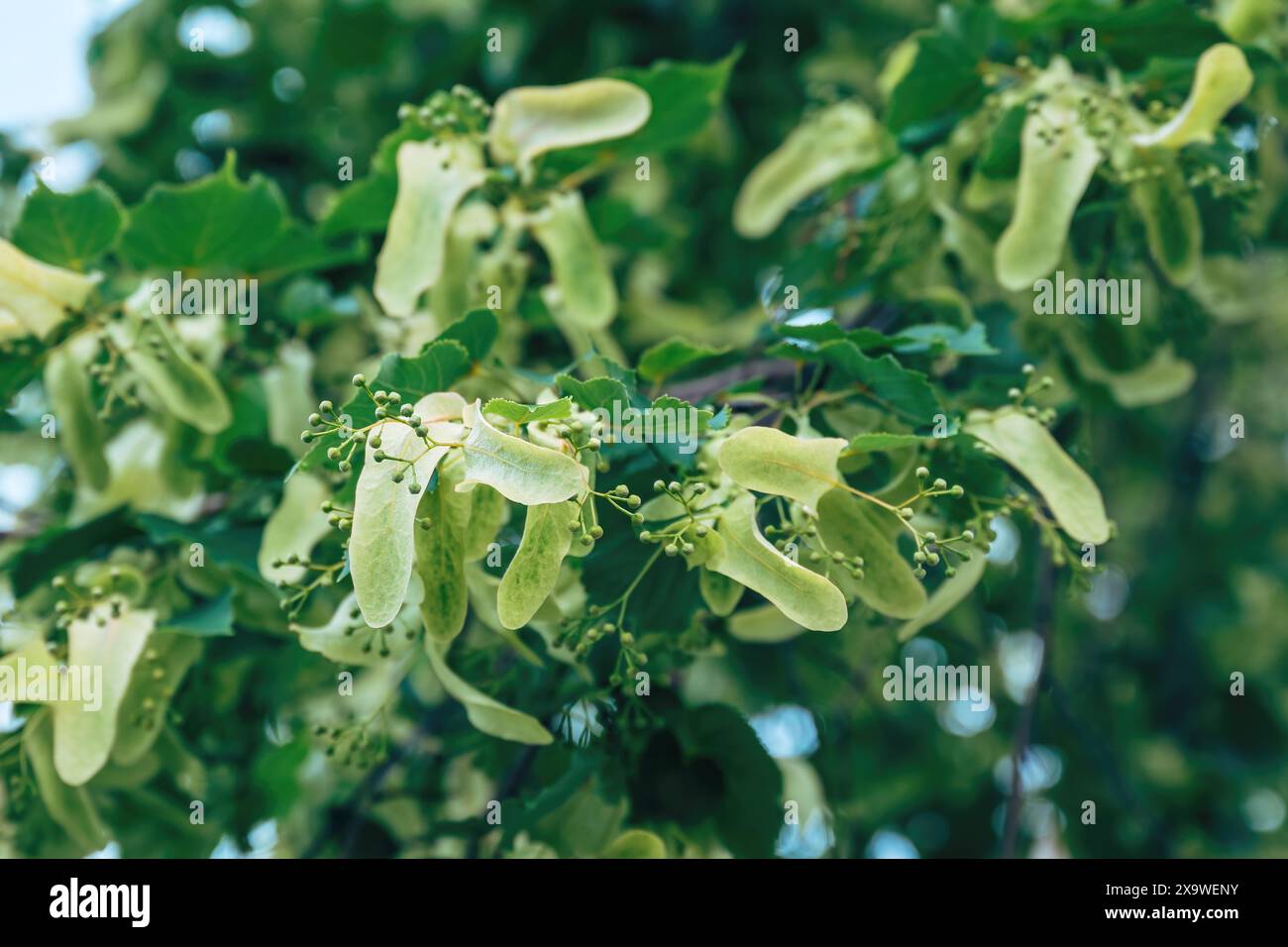 Tilia tree flowers, The tree is known as linden in Europe and basswood in North America, selective focus Stock Photo