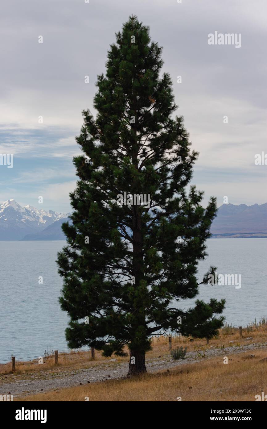 Calm lake tall pine tree hi-res stock photography and images - Alamy