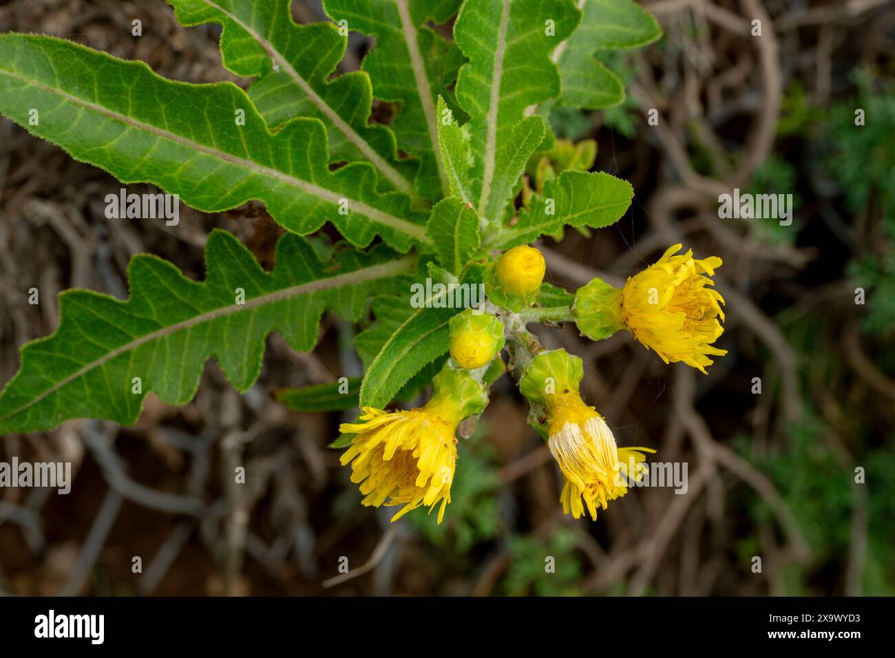 cabbage rose plants for sale Lavender Artificial Cabbage Rose Flower main image 1