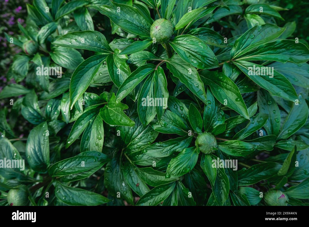 Peony buds after rainfall. Stock Photo