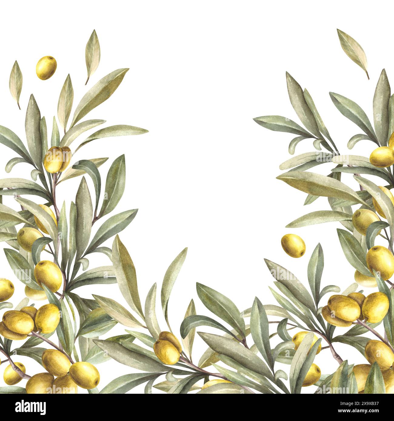 Olive tree branch with green leaves and ripe berries. Watercolor banner ...