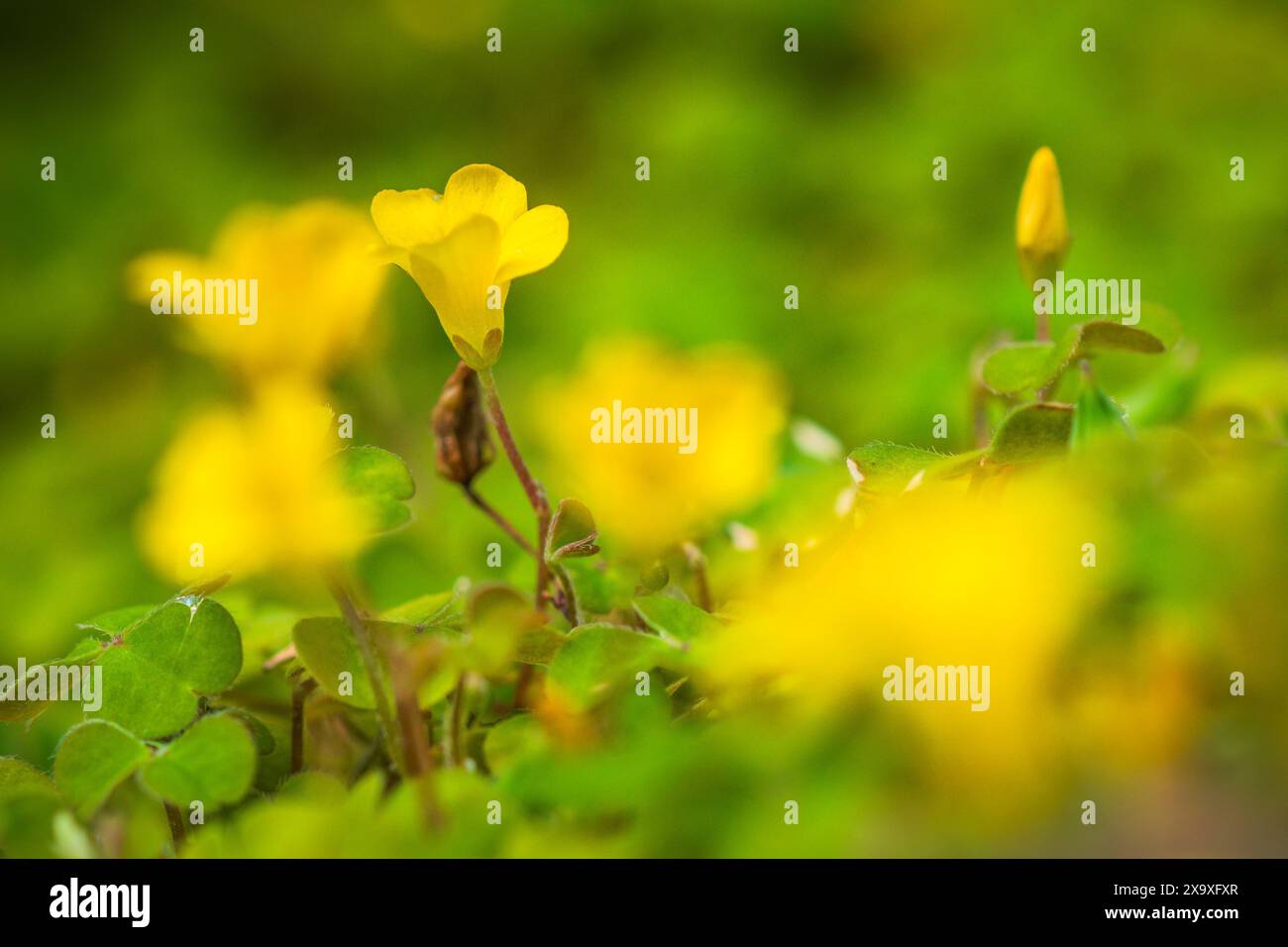 Yellow oxalis flowers. Stock Photo