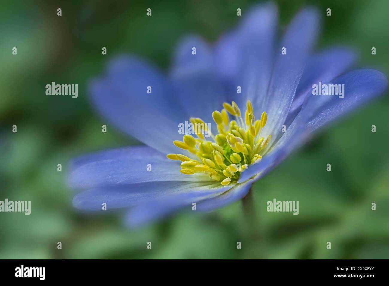 Close up of an anemone Blanda flower. Stock Photo