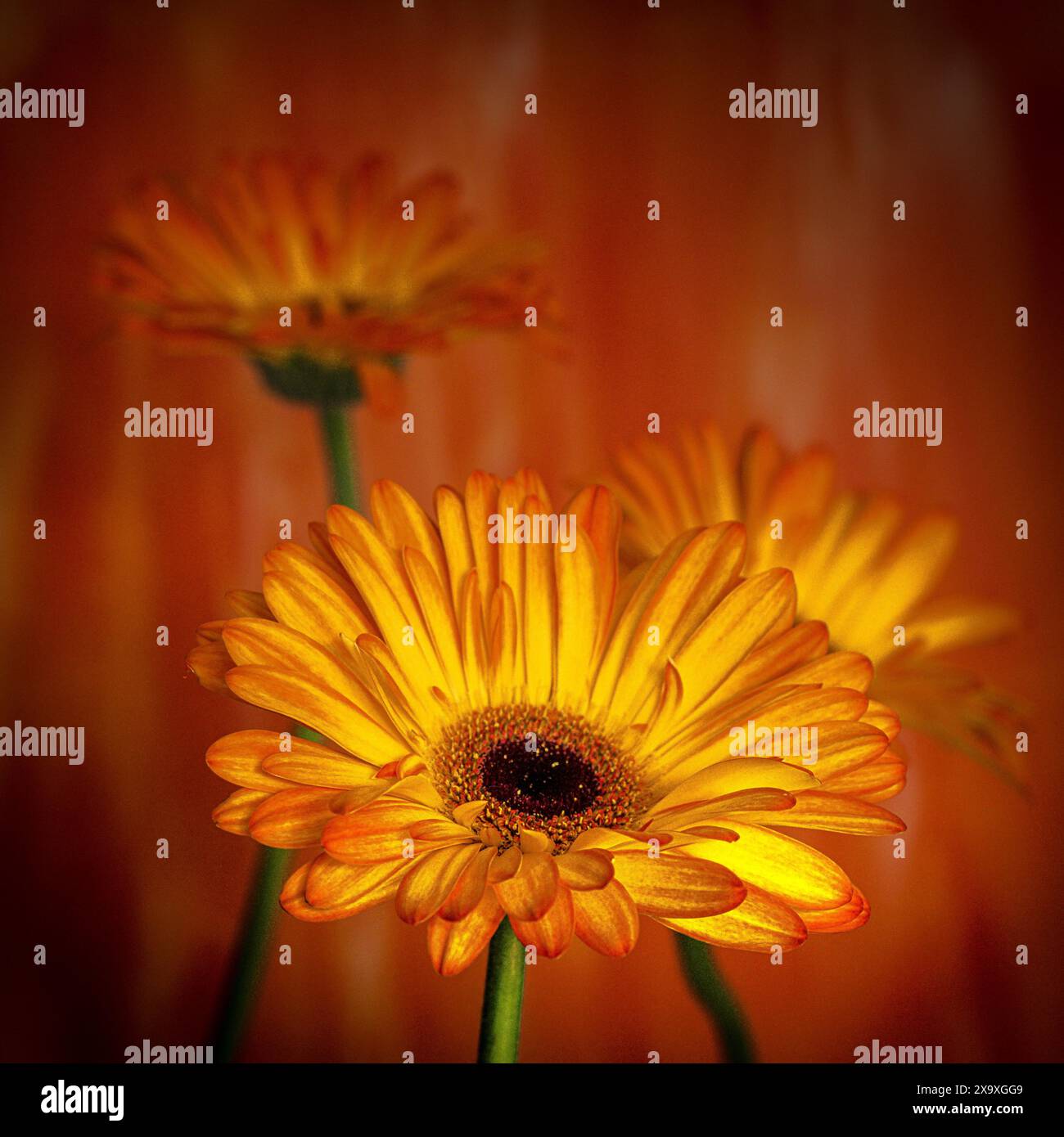 A painterly photograph of Gerberas. Stock Photo